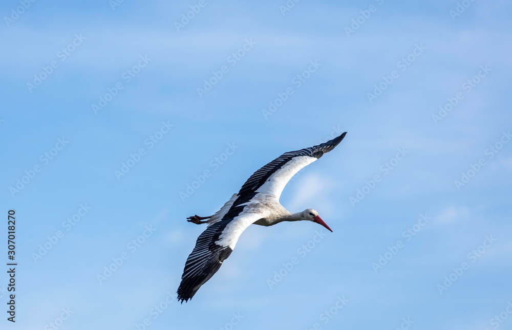 Fototapeta premium Stork in flight