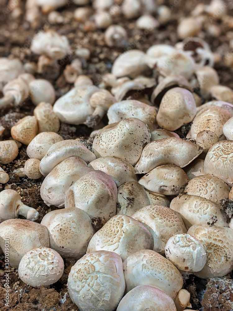 Selective focus of fresh, organic mushrooms growing in a dirt farm inside a grocery store Selective focus of fresh, organic mushrooms growing in a dirt farm inside a grocery store