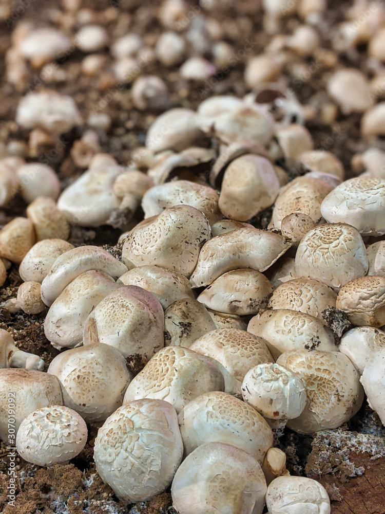 Selective focus of fresh, organic mushrooms growing in a dirt farm inside a grocery store Selective focus of fresh, organic mushrooms growing in a dirt farm inside a grocery store