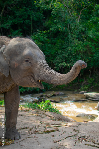 A male Asian elephant extending his trunk