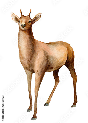 forest animals  deer on an isolated white background  watercolor illustration