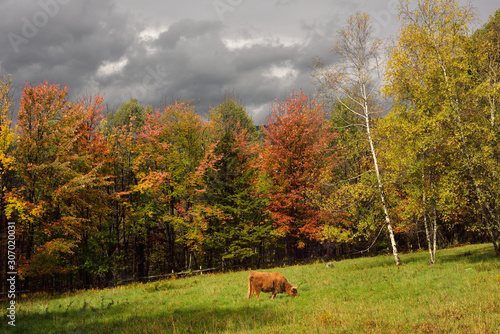 Highland cattle grazing in pasture surrounded by Fall colors Trapp Hill road Stowe Vermont photo