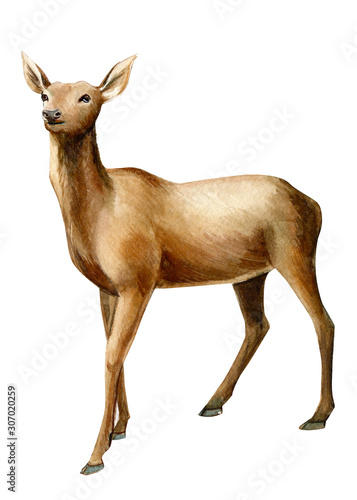 forest animals, deer on an isolated white background, watercolor illustration