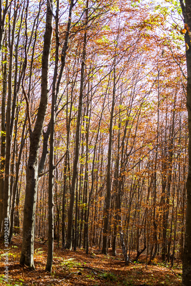 Autumn forest on daylight