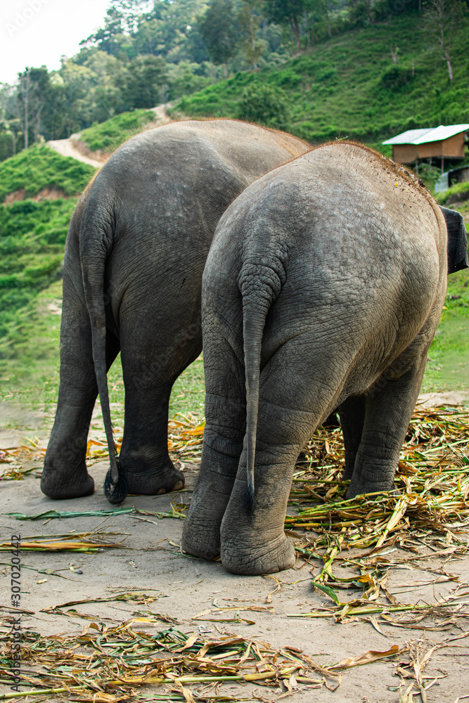 Two Asian elephants from behind