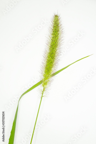 setaria viridis isolata su sfondo bianco