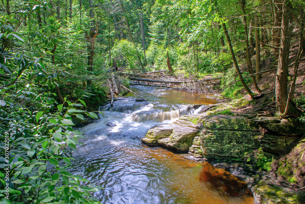 Obraz premium Meandering Brook