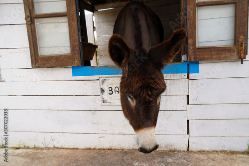 donkey leaning out of window in stable in order to find some food photo