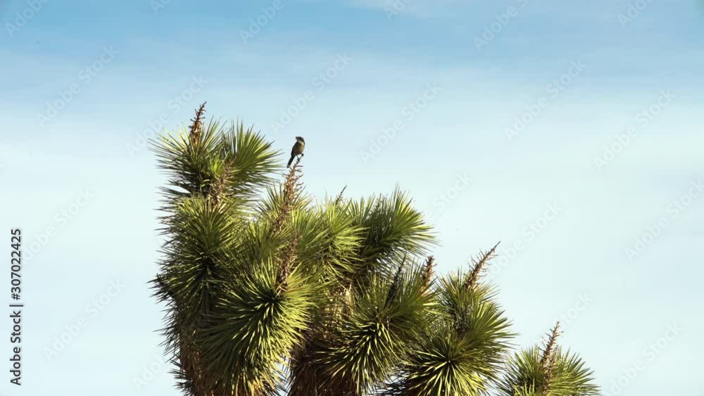 Small bird perched on Joshua tree flying away from Crow.mov Small bird perched on Joshua tree flying away from Crow.mov