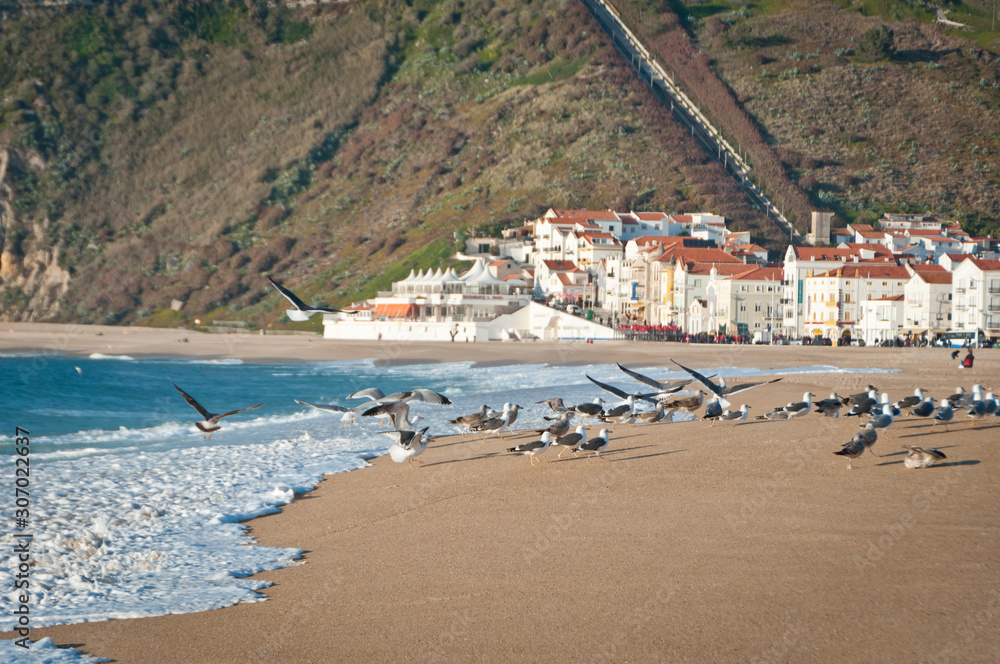 Flock of seagulls in the beach, Nazaré, Portugal