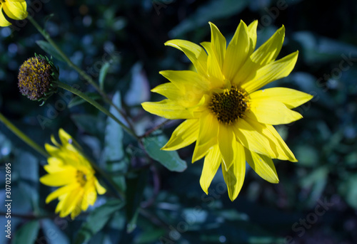 FLOWERS, GERBER GEORGIN'S PLANT photo