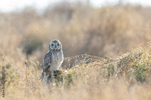 Short eared owl