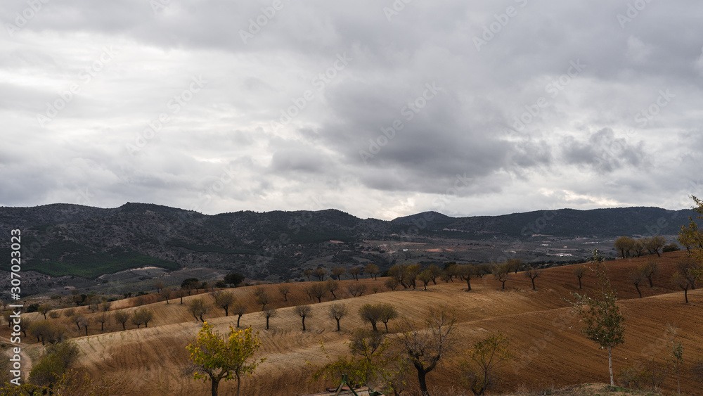 Obraz premium Campo de almendros que se acaba de labrar