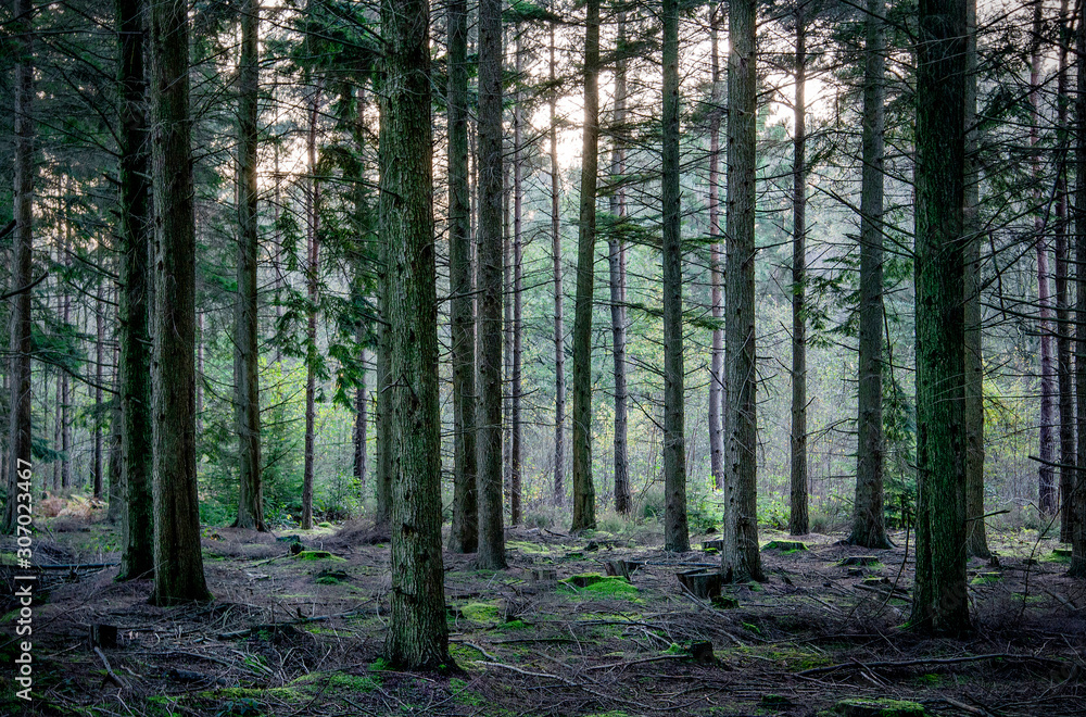 Pine trees, Hemsted forest, Kent, England