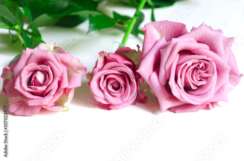 Pink roses on white background