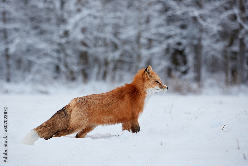 Fototapeta premium Red fox in the snow background
