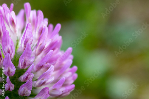 red clover (Trifolium pratense), macro with green blurred background