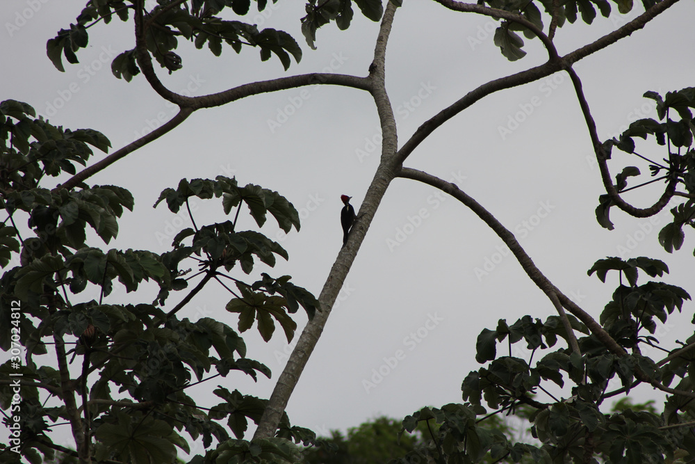 Fototapeta premium Bird climbing a tree