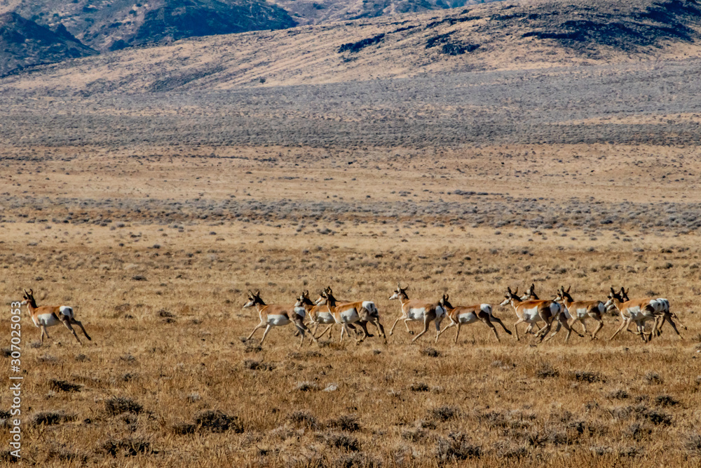 Pronghorn Running in the Desert Pronghorn Running in the Desert