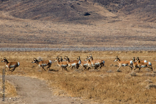 Pronghorn Running in the Desert