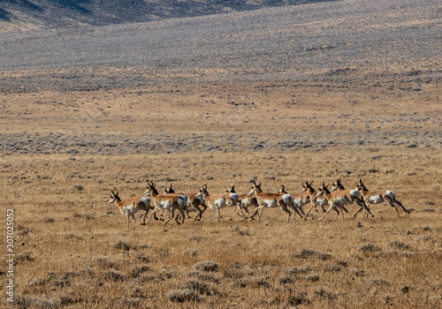 Pronghorn Running in the Desert