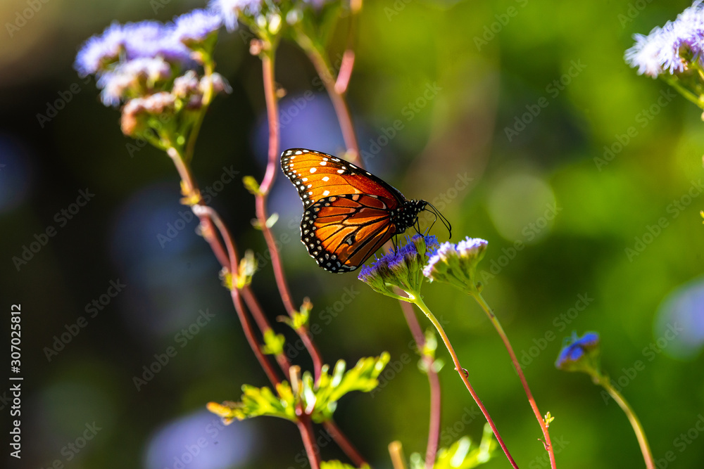 Naklejka premium Butterfly on a flower