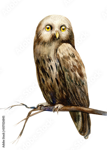 forest owl watercolor illustration, hand drawing, a collection of elements on an isolated white background © Hanna