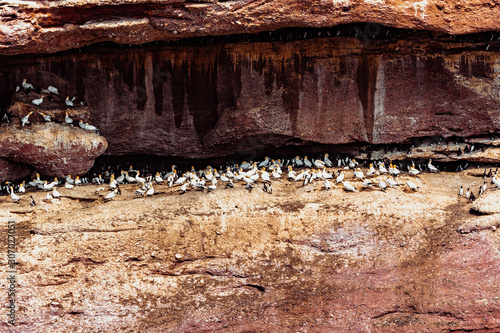 Gannets in island of Bonaventure, Gaspesie, Quebec