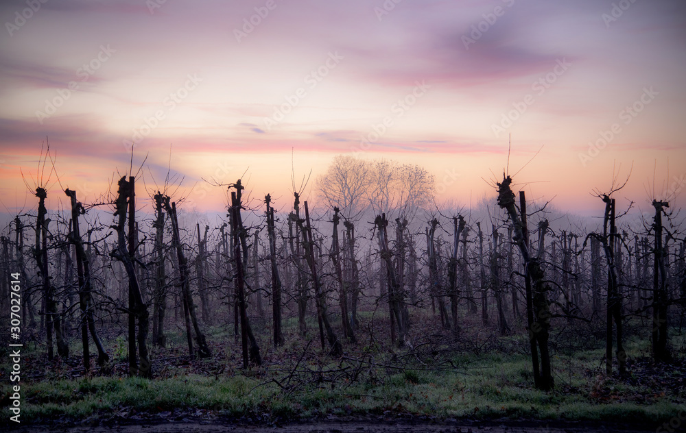 Apple trees in winter at sunset, Kent, England Apple trees in winter at sunset, Kent, England