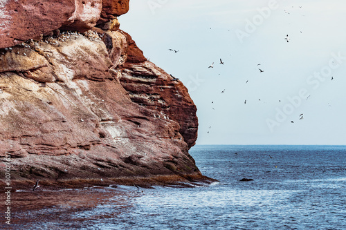 Gannets in island of Bonaventure, Gaspesie, Quebec