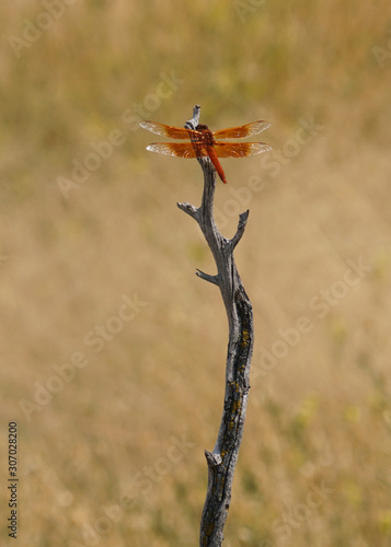  A beautiful orange iridescent dragonfly sits quietly on a barren branch in a desert field. © Moment of Perception