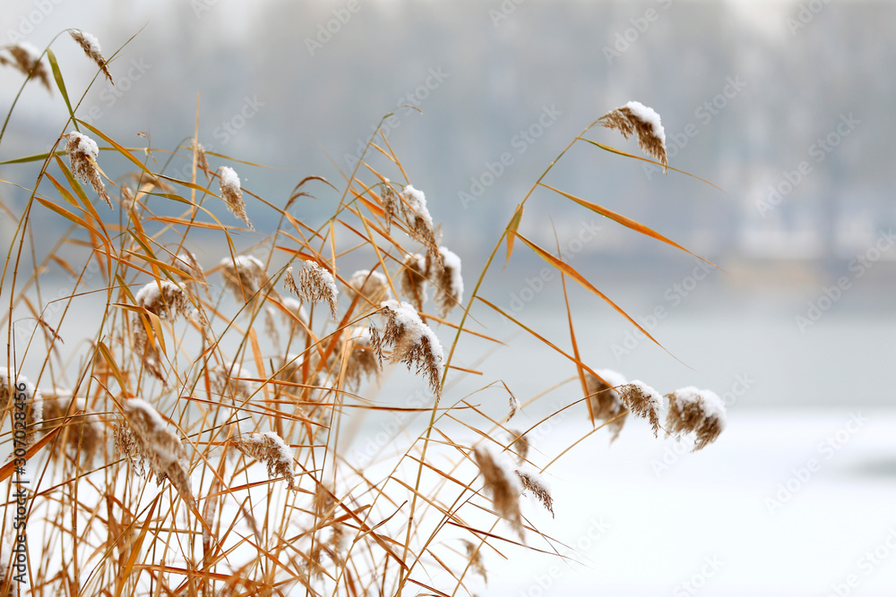Obraz premium Snow-covered reeds, on the Banks of the park