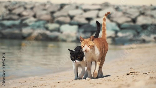 Two Cats in Love Walk Along the Beach