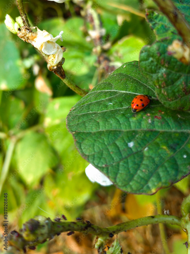 Ladybug on a leaf Ladybug on a leaf