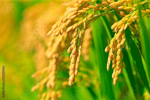 Ripe rice, in the paddy fields photo