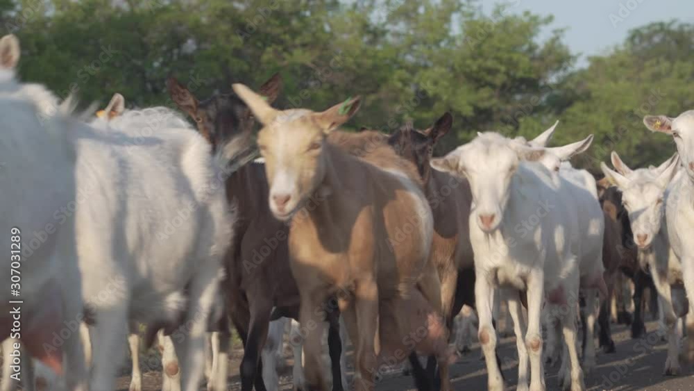 Goat herd walking and grazing on a meadow and eats grass. Goat herd walking and grazing on a meadow and eats grass.
