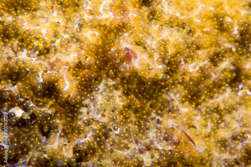 Handheld.  1:1 magnification.  Garabaldi eggs.  Photographed underwater at Channel Islands, CA. photo