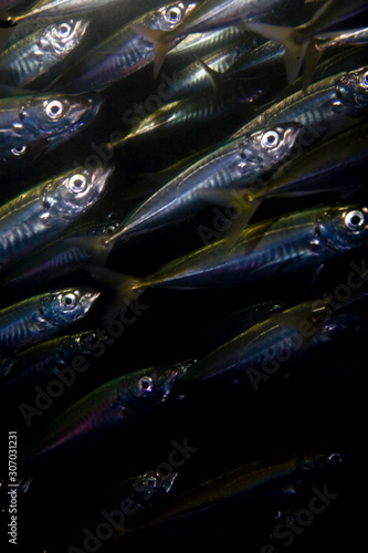 Handheld.  School of Jack Mackerel or Trachurus symmetricus.  Photographed underwater at Channel Islands, CA photo