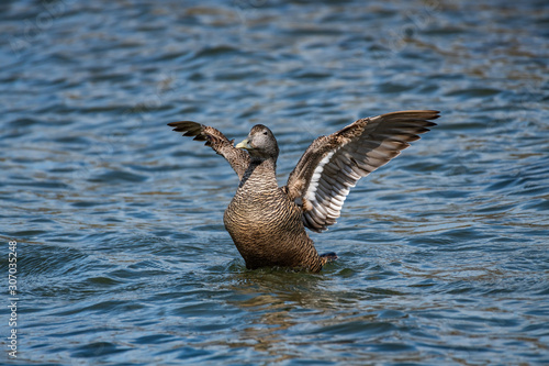 Photography Common Eider [Somateria mollissima], female
