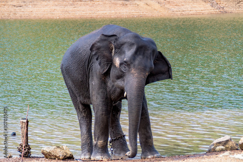 Photography Baby elephant tied by a steel chain to a wooden peg on a sandy beach on one of the rivers in India