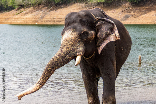 Photography Domesticated elephant in chains stretching his trunk during the exit to the sandy beach, closeup
