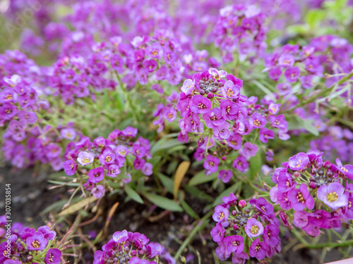 background of purple flowers alissum close up