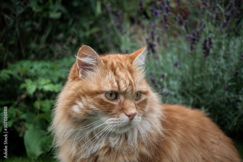 Big Fluffy Ginger House Cat © Joe