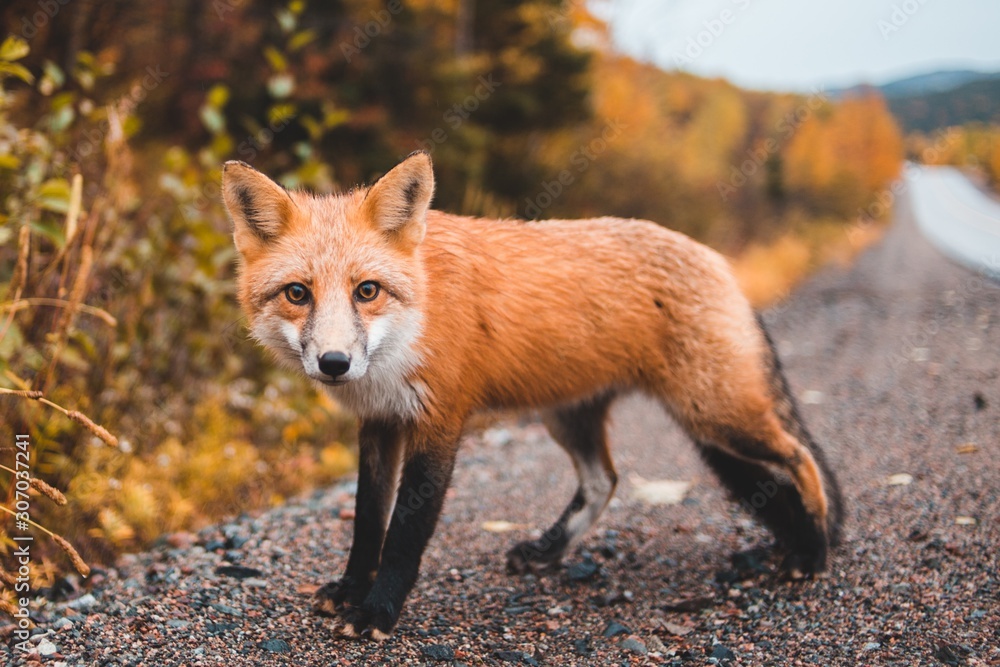 red fox in the forest red fox in the forest