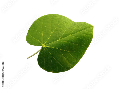 Green leaf or green leaves on white background. Hibiscus tiliaceus leaf Isolated on white background.