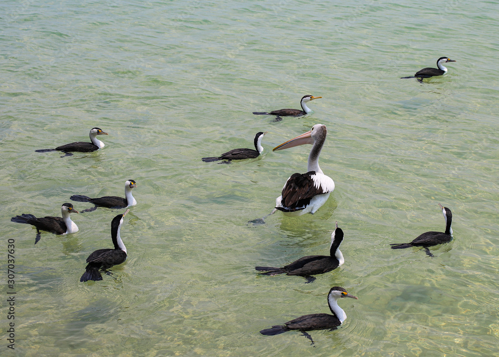 Fototapeta premium pelican and cormorants in the water
