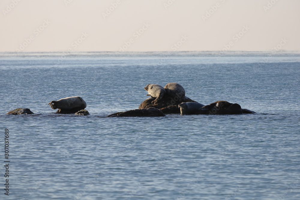 Fototapeta premium Seals (spotted seal, largha seal, Phoca largha) laying on the rock in sea water in sunny day on ocean horizon background. Wild spotted seal sanctuary.