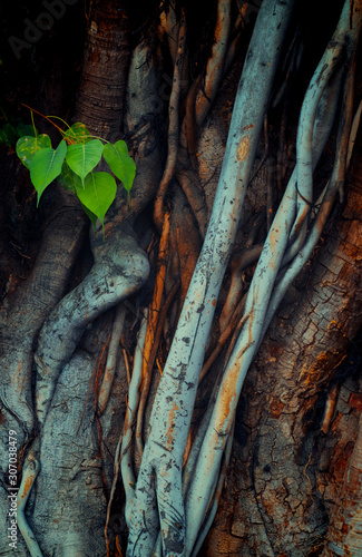 The roots and stems of the banyan tree are densely packed, looking cluttered as the surface of the wood, 