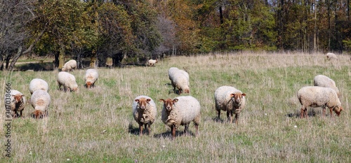 Flock of beige wooly sheep with brown faces grazing in the field