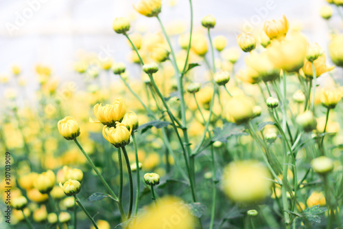 Yellow flowers with natural summer background  copy space image  selective focus